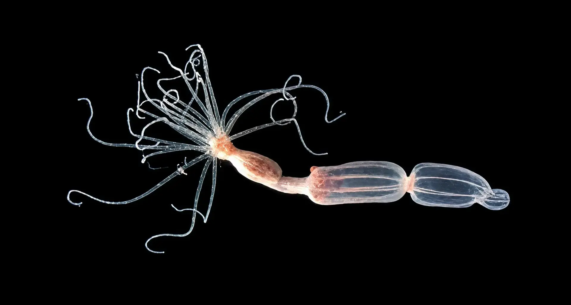 Scientists discover a completely different way to fight viruses