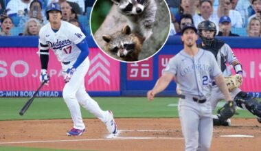Baby raccoons steal show during Dodgers' loss to Rockies
