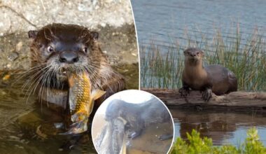 California river otters are drowning pelicans in a popular North Bay lagoon