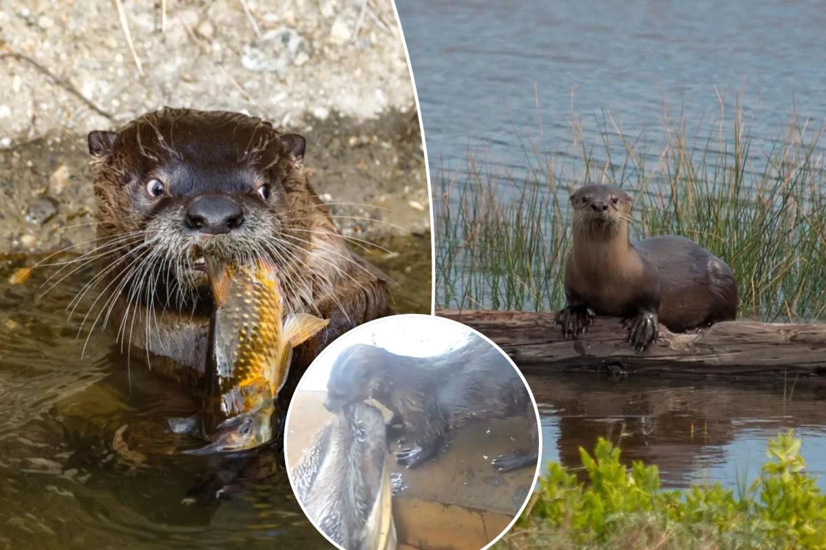 California river otters are drowning pelicans in a popular North Bay lagoon