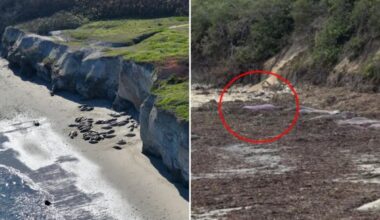 Elephant seal at Año Nuevo State Park in San Mateo County stunned tourists with purple color