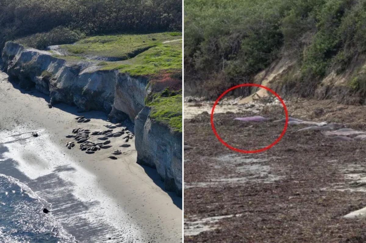 Elephant seal at Año Nuevo State Park in San Mateo County stunned tourists with purple color