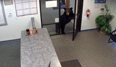 Black bear caught on video wandering into California water district office after pushing open front door