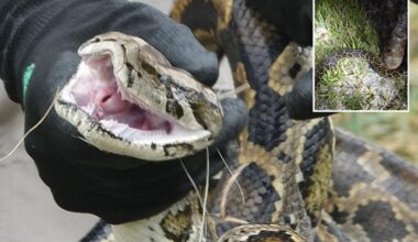 Burmese python population booms near popular Florida tourist area, prompting higher conservation presence