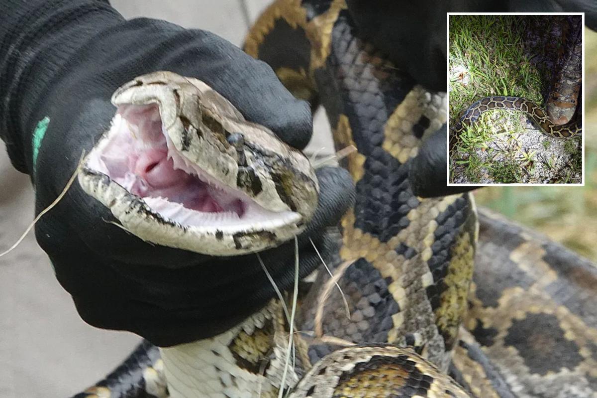 Burmese python population booms near popular Florida tourist area, prompting higher conservation presence