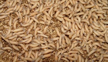 State tightens rules on bringing animals into Maine to keep away flesh-eating flies