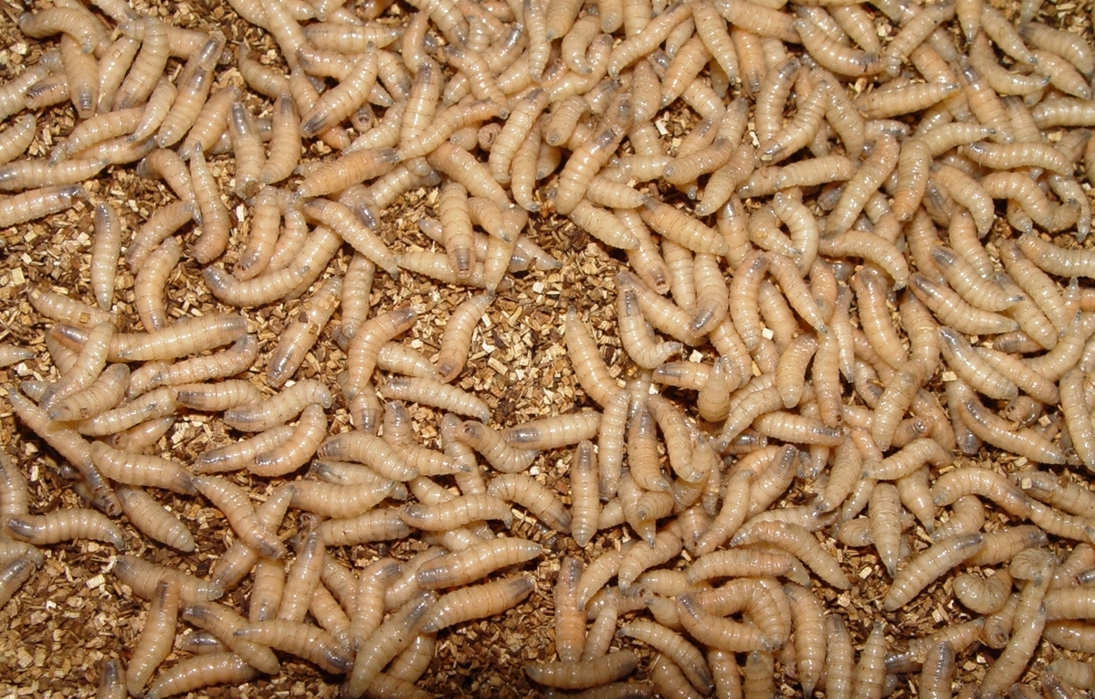 State tightens rules on bringing animals into Maine to keep away flesh-eating flies
