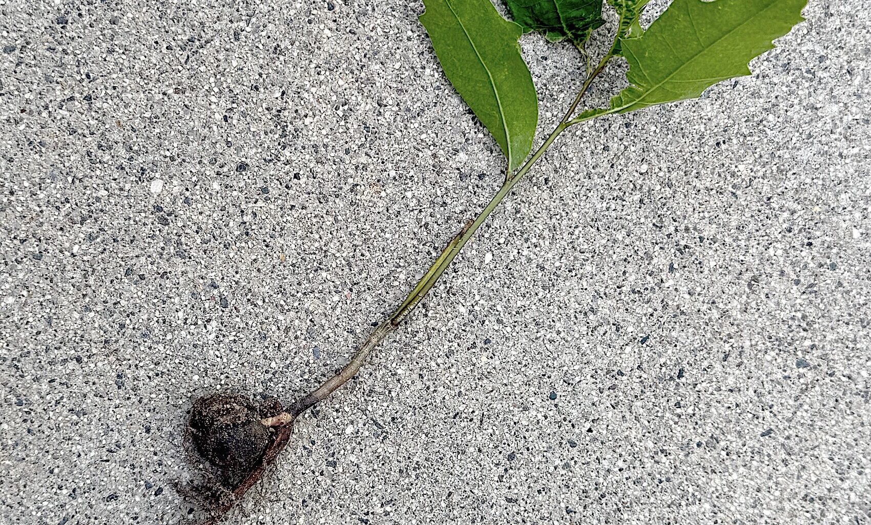 From a tiny acorn, a mighty oak ... Never mind