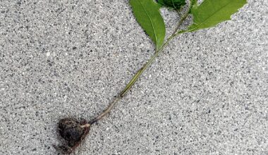 From a tiny acorn, a mighty oak ... Never mind