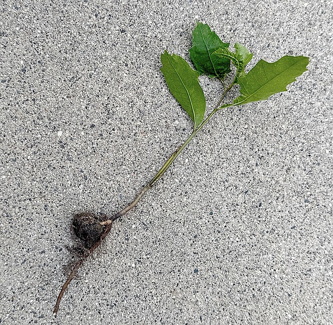 An oak seedling and its progenitor.
Photo by Amy Roby