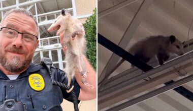 Opossums go shopping, removed from multiple Tarrant County stores