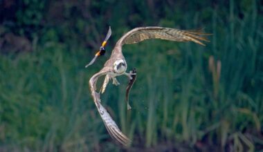 Formerly endangered ospreys bounce back in record numbers in Pa.