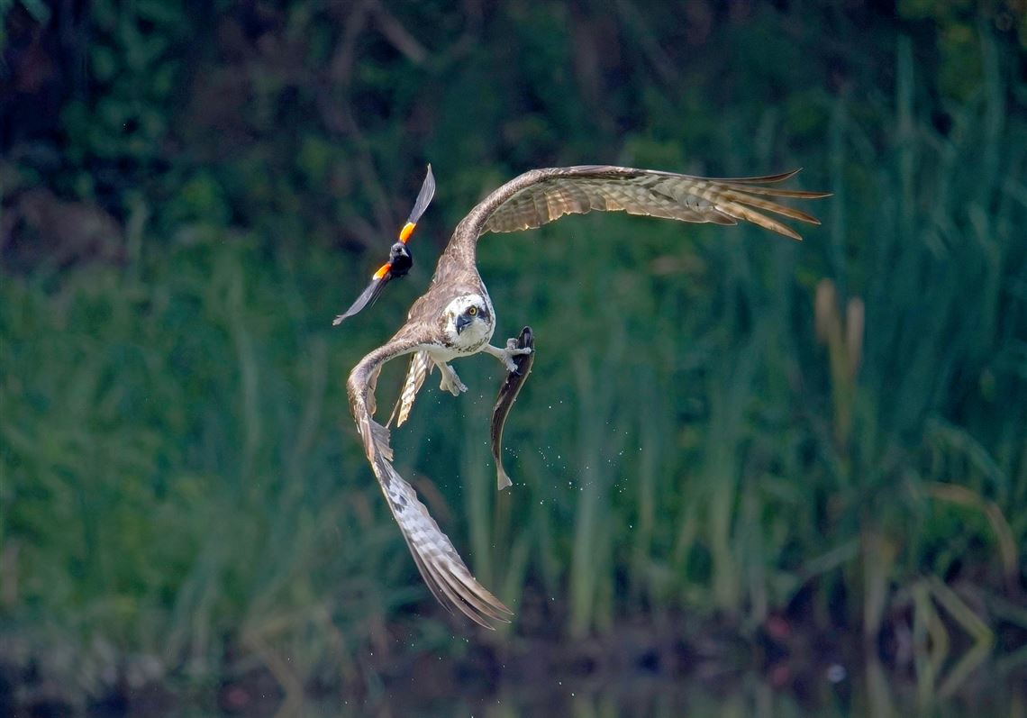 Formerly endangered ospreys bounce back in record numbers in Pa.