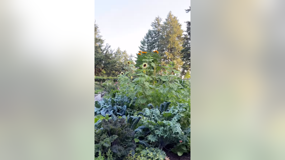 Sunflowers rise above leafy kale and other vegetables in a garden bed.