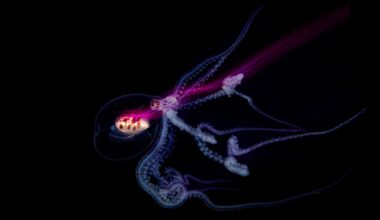A bioluminescent jellyfish glows with purple and blue light against a black background, its tentacles trailing and curving gracefully.