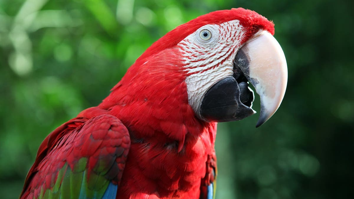 Scarlet Macaw talking