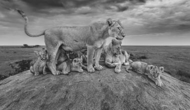 Paul Nicklen Reflects on 30 Years of Wildlife Photography in New Book Reverence