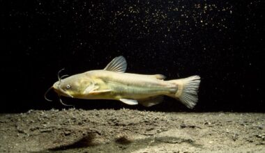 Contagious Cancer Found in North American Catfish
