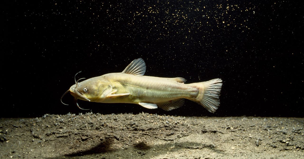 Contagious Cancer Found in North American Catfish
