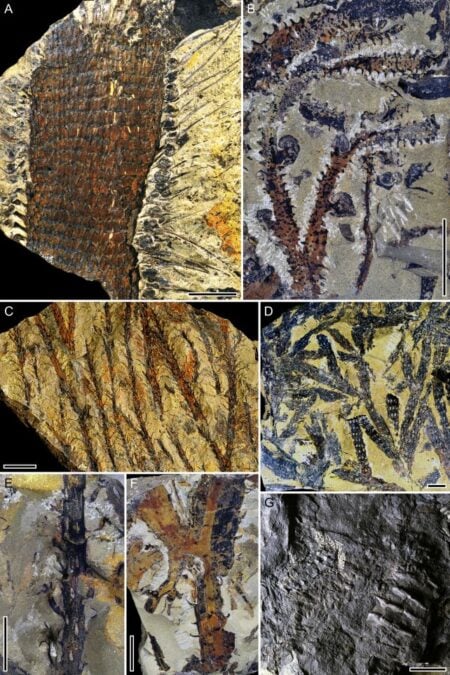 World's Oldest Amber Comes From a World 150 Million Years Before Dinosaurs