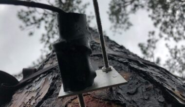 Trees May Not Slow Climate Change as Much as Scientists Thought