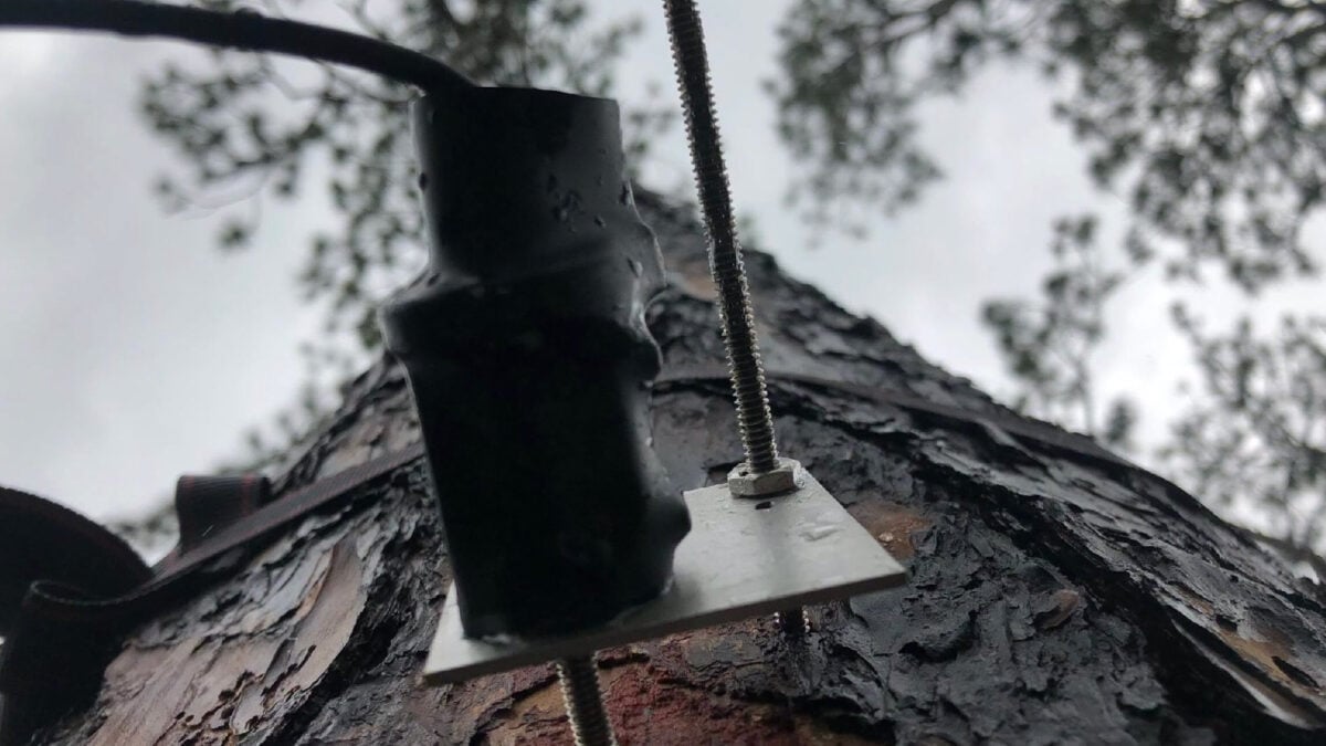 Trees May Not Slow Climate Change as Much as Scientists Thought