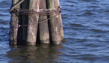 Potomac River fish kill: Thousands of dead fish found; officials say no link to sewage leak