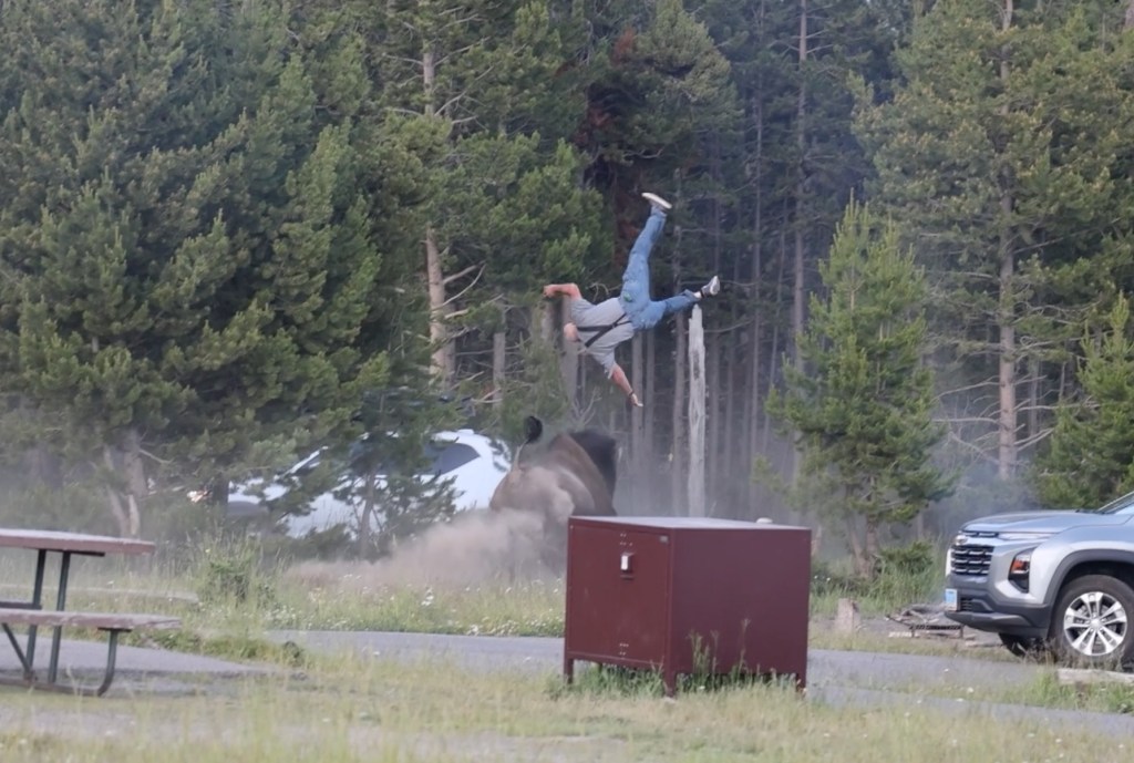 A man being thrown 8 feet in the air by a bison at Yellowstone National Park.
