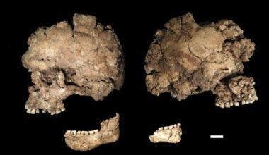 This Fossil Might Be the Earliest Known Case of Face-Stabbing in Human History
