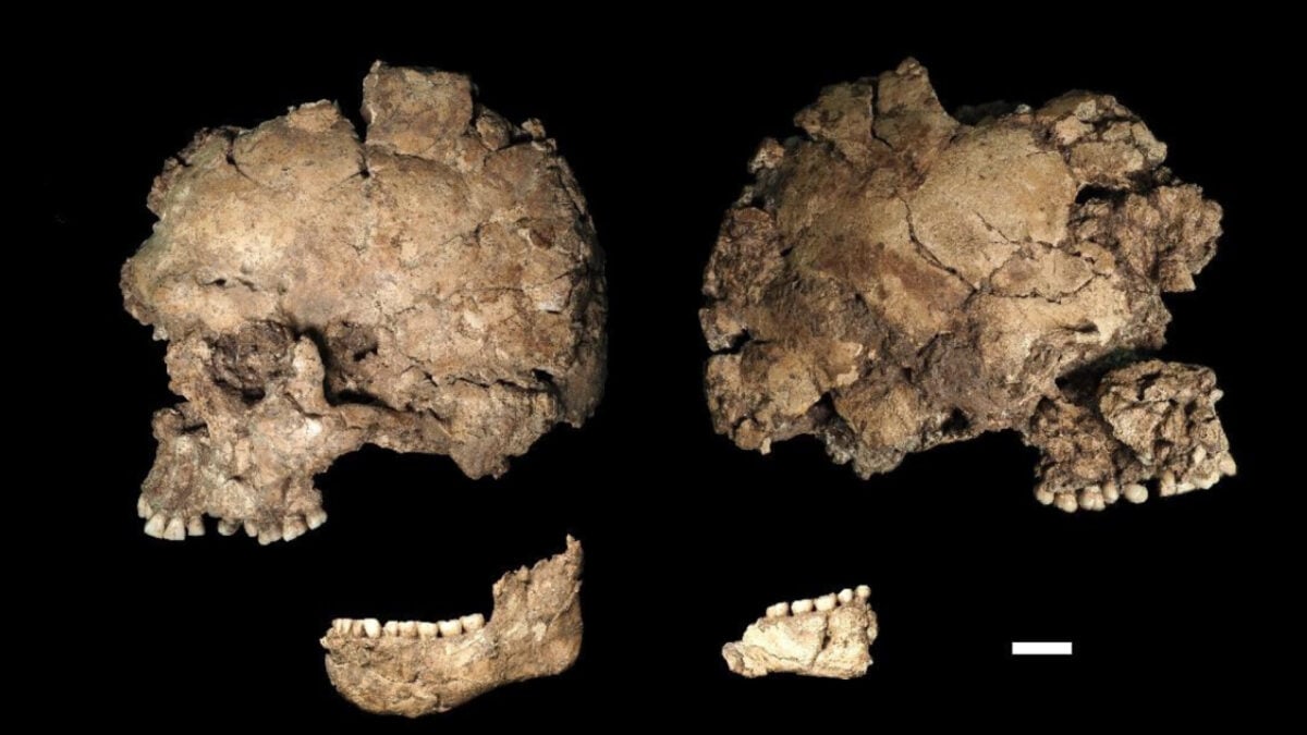 This Fossil Might Be the Earliest Known Case of Face-Stabbing in Human History