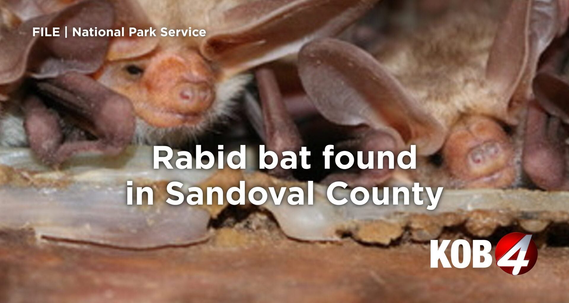 Rabid bat found in Sandoval County