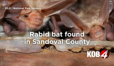 Rabid bat found in Sandoval County