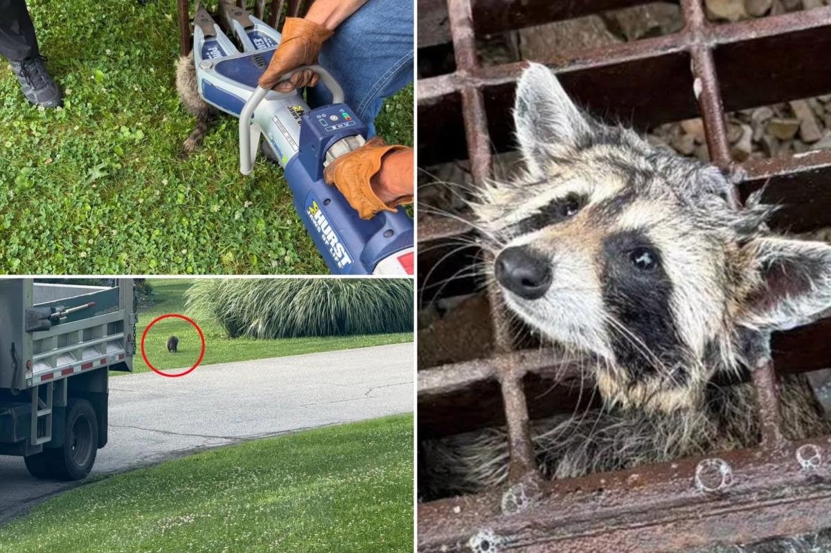 Firefighters use "jaws of life" machine to save trapped raccoon