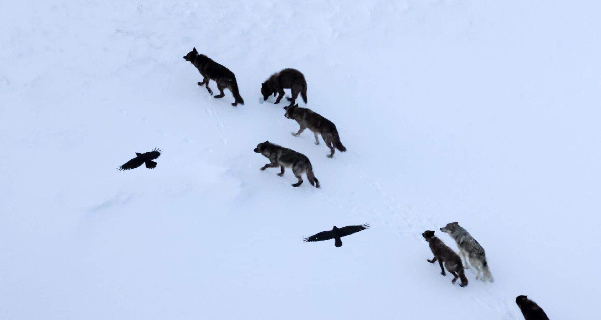 Scientists Thought Ravens Followed Wolves for Food. They Were Wrong. Ravens Predict Them