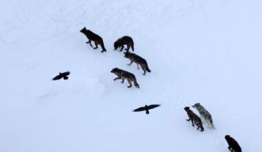 Scientists Thought Ravens Followed Wolves for Food. They Were Wrong. Ravens Predict Them
