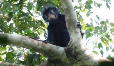Monkey with orange lips identified as newfound species