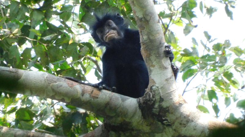 Monkey with orange lips identified as newfound species