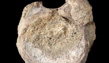 A rare dinosaur fossil from Antarctica is found tucked away in a drawer