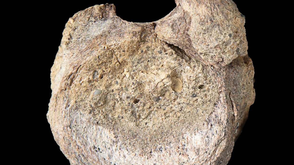 A rare dinosaur fossil from Antarctica is found tucked away in a drawer