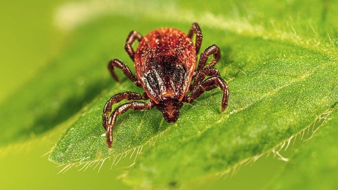 A photo of Rhipicephalus sanguineus (brown dog tick).