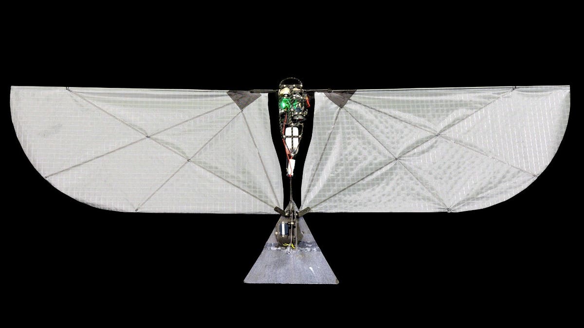 A robot amphibious bird's wingspan is shown.