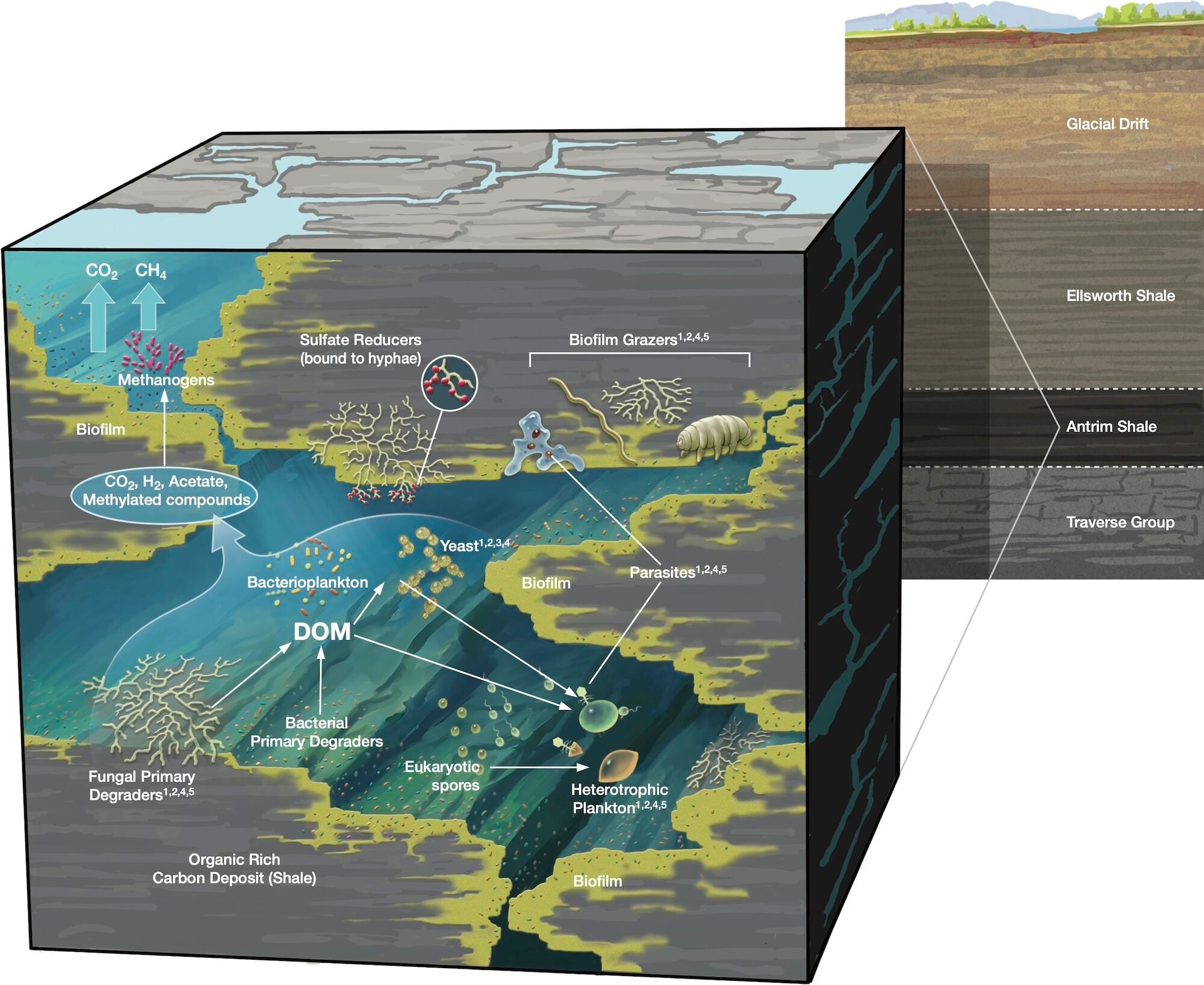 Rock Eating Fungi Flourish Deep Below Our Feet Food Web Schematic