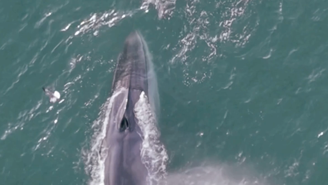 The fin whale is endangered after commercial whaling in the mid-1900s. 