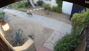 West Los Angeles neighbors say coyotes have become more common, troublesome