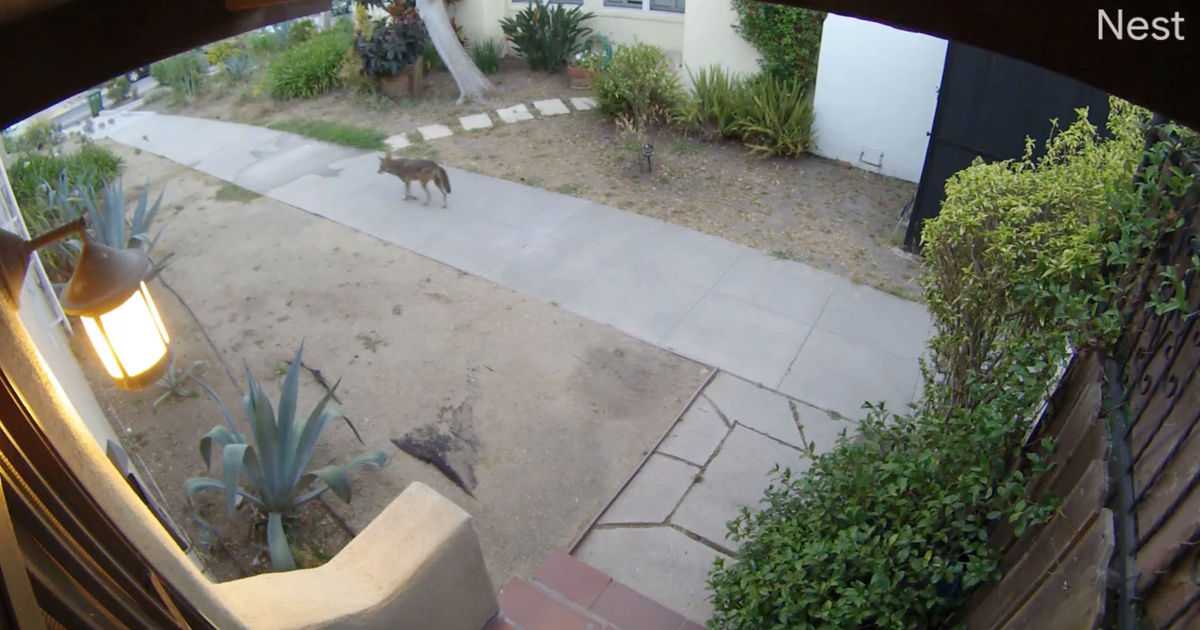 West Los Angeles neighbors say coyotes have become more common, troublesome