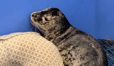 Harbor seal pup shot in head, third incident in less than a year, Washington state wildlife hospital says