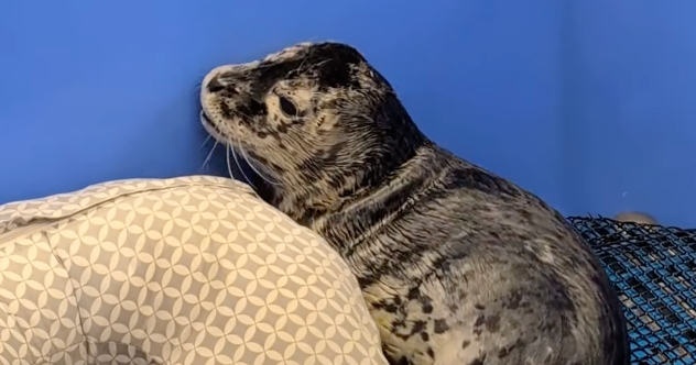 Harbor seal pup shot in head, third incident in less than a year, Washington state wildlife hospital says