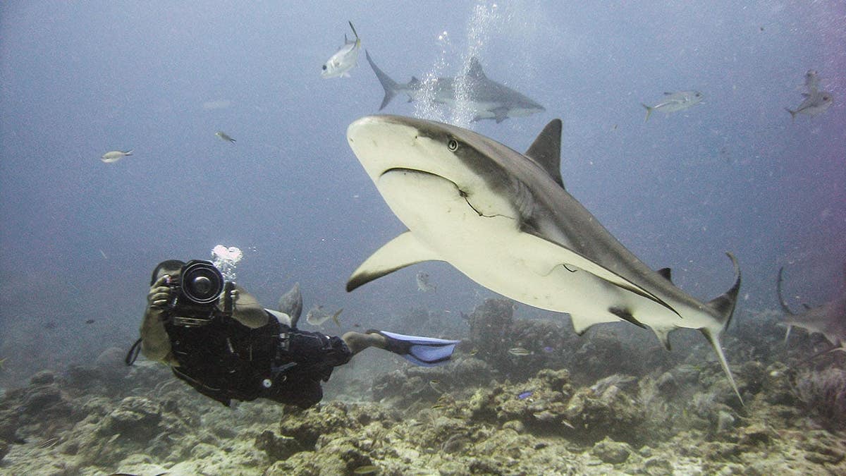 Scuba diver swims beside a shark while filming underwater.