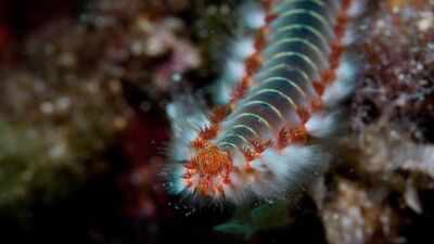 Scientists have found an ancient sea worm with jaws made from a mysterious 'bio-metal' never encountered before, a discovery that could rewrite what we know about nature
