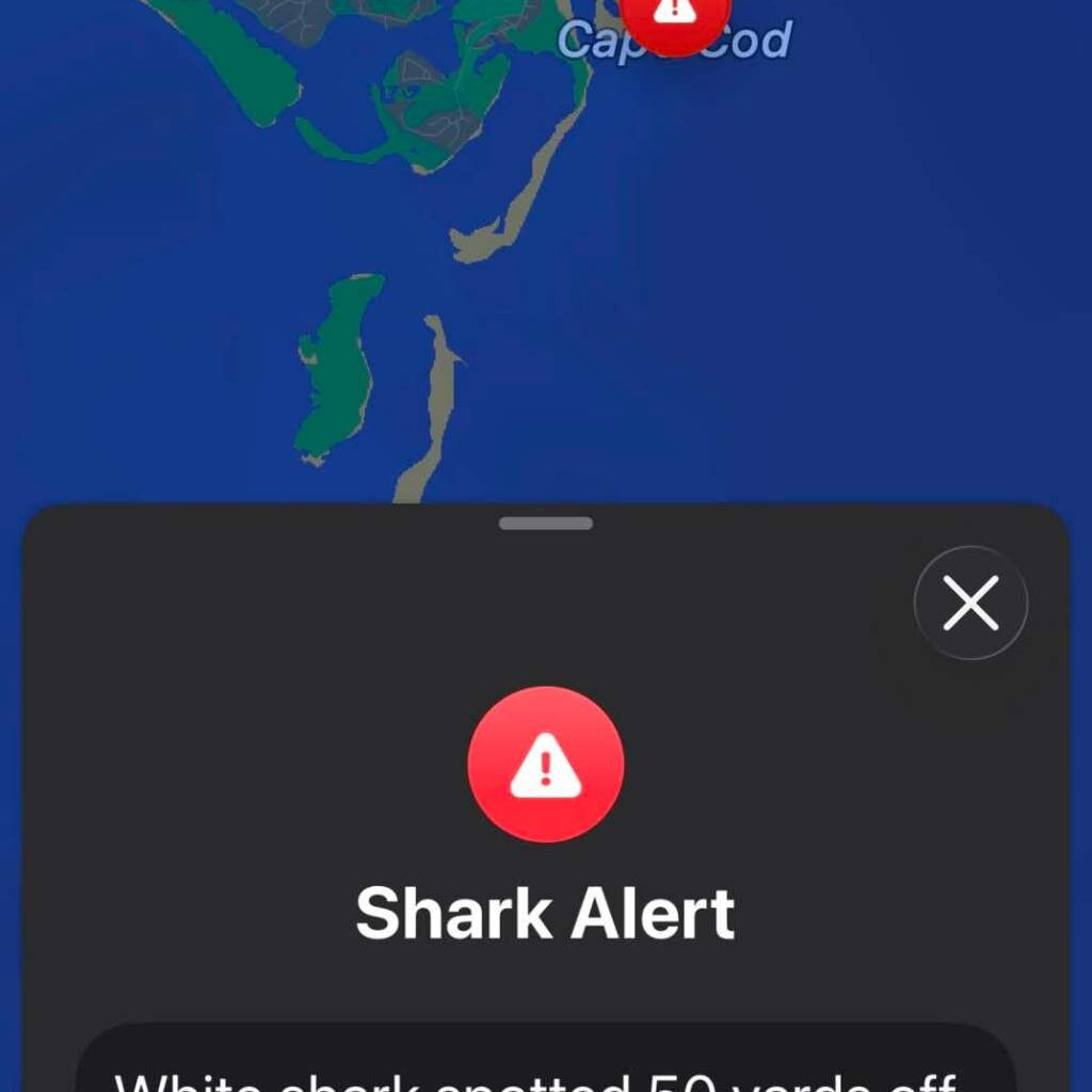 Shark spotted 50 yards off Cape Cod beach, first shark alert of season